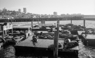 Pier 39's sea lions Les otaries du Quai 39