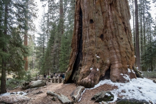 Sequoia Park - General Sherman 