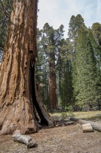 Sequoia Park - General Sherman 